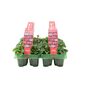 Cyclamen Flame Mixed 12 Plants Garden Ready Packs, thumbnail 4 of 5