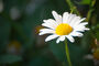 Herb Plants, Chamomile 'Roman' In A One Litre Pot, thumbnail 1 of 7