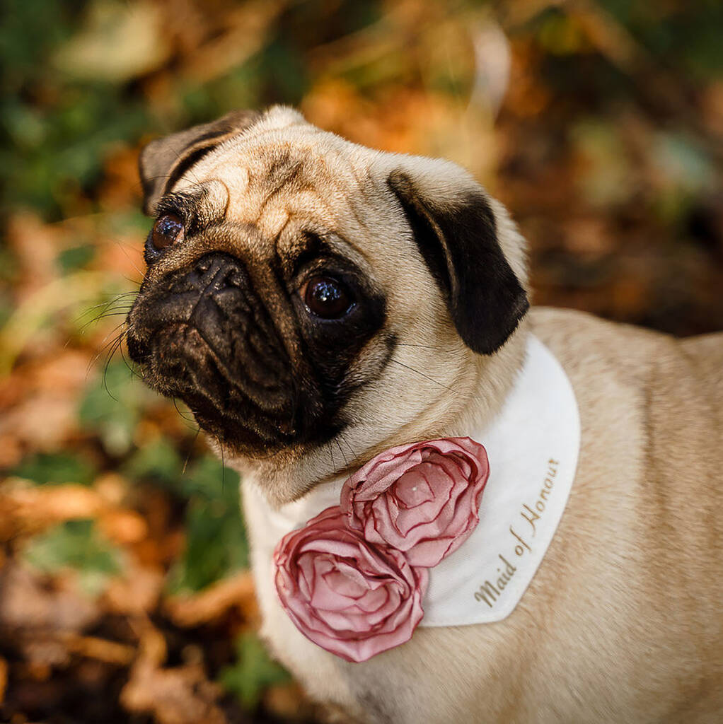 Personalised Dog Wedding Flower Bandana, 1 of 12