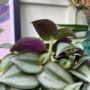 The Wondering Dude Purple Metallic Leaves, thumbnail 9 of 12