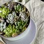 Succulents In A Biscuit Tin, thumbnail 7 of 12