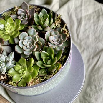 Succulents In A Biscuit Tin, 7 of 12