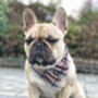 Personalised Cream Barkberry Plaid Dog Bandana, thumbnail 5 of 5