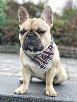 Personalised Cream Barkberry Plaid Dog Bandana, 5 of 5