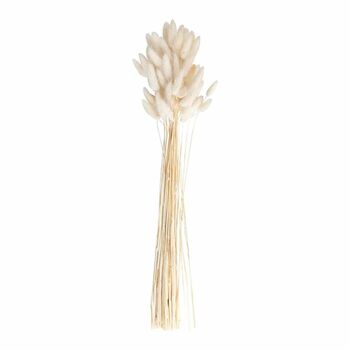 White Bunny Tail Dried Flowers 20 Stems 65cm, 6 of 8
