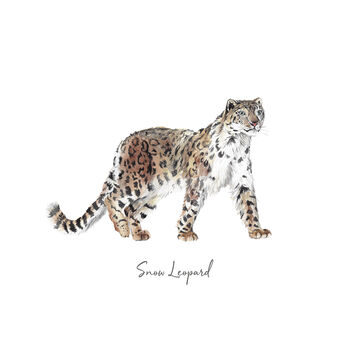 Snow Leopard Personalised Watercolour Fine Art Print, 3 of 4