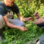 Introduction To Foraging Experience In Brighton, thumbnail 1 of 8