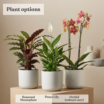 Personalised Mum Plant Pot With Houseplant, 3 of 9