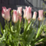 Tulip Holland 15 Pink And White Lily Flowered Tulip Bulbs, thumbnail 3 of 3