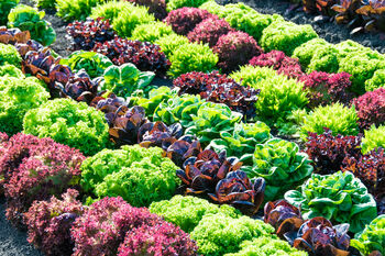 Lettuce 'Mixed Selection' 12 X Full Plant Pack, 4 of 4