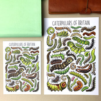 Caterpillars Of Britain Watercolour Postcard, 2 of 9