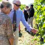 Classic Vineyard Tour And Wine Tasting For Two, thumbnail 4 of 4