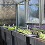 Urban Self Watering Vegetable Allotment, thumbnail 3 of 11