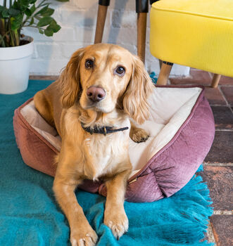 Luxury Soft Quilted Dog Bed, 6 of 9