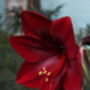 Amaryllis Bulbs 'Grand Diva' Two X Bulb Pack, thumbnail 1 of 3