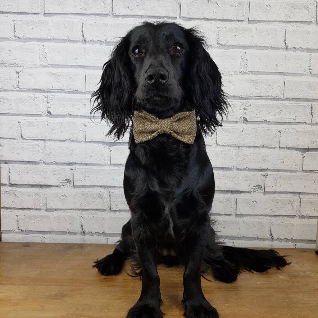 Yorkshire Herringbone Tweed Dog Bow Tie By Moaning Minnie