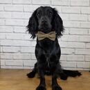 Yorkshire Herringbone Tweed Dog Bow Tie