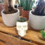 Cactus Or Succulent Skulls That Glow In The Dark, thumbnail 5 of 8
