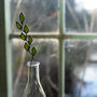 Rye Grass Stained Glass Wildflower, thumbnail 1 of 7