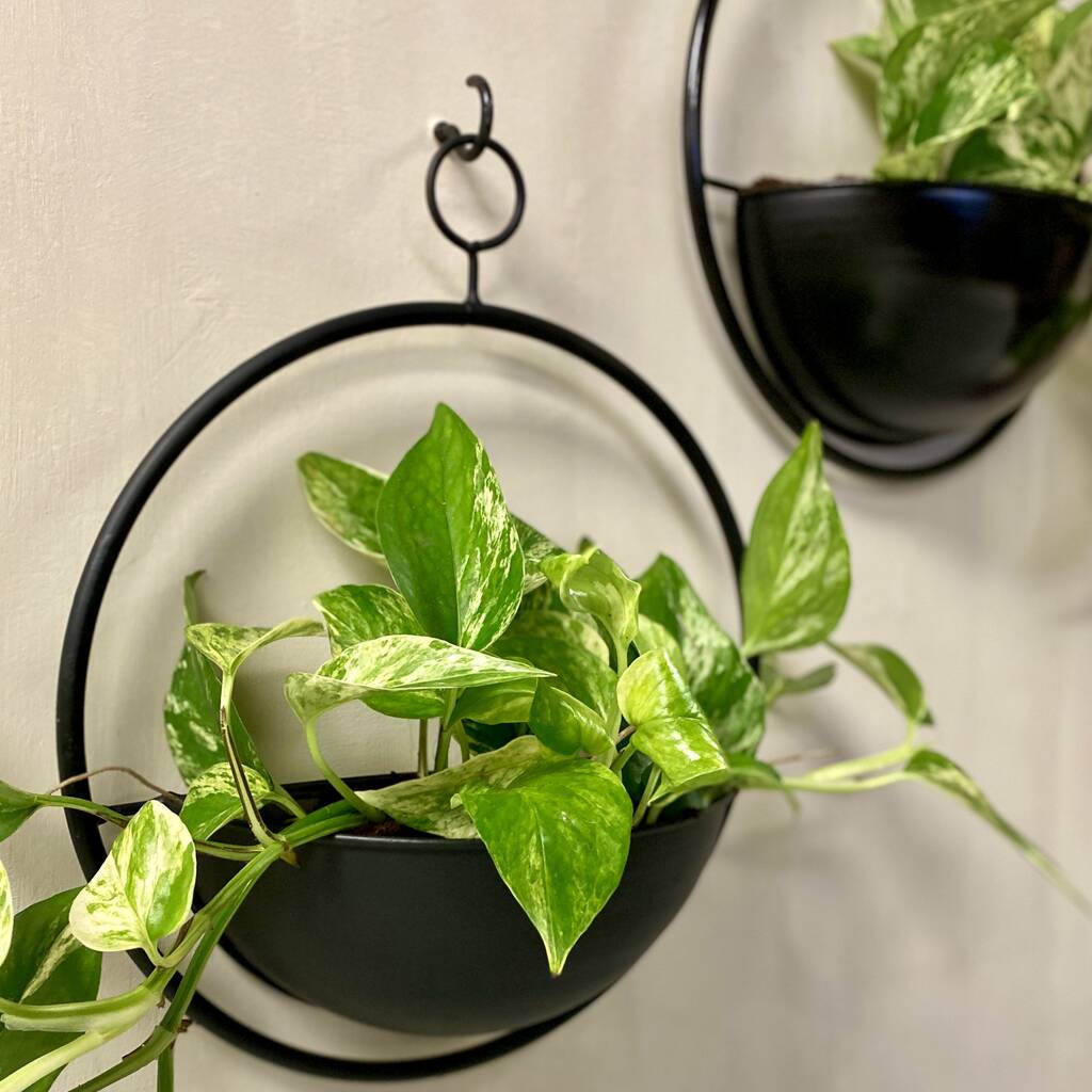 Hanging Circular Black Metal Wall Planter By The Florist's Daughter