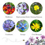 Wildflowers For Garden Wildlife Set Of Six, thumbnail 8 of 12