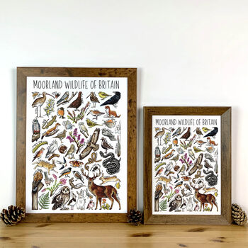 Moorland Wildlife Of Britain Wildlife Print, 4 of 9