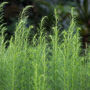 Vegetable Plants Asparagus 'Gijnlim' One X Two L Pot, thumbnail 3 of 5