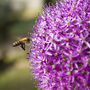 Spring Bulbs Allium 'Gladiator' 18 X Bulb Pack, thumbnail 2 of 5