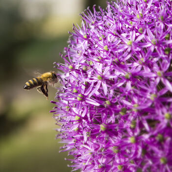 Spring Bulbs Allium 'Gladiator' 18 X Bulb Pack, 2 of 5