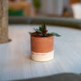 Small Jesmonite Planter : Earth, thumbnail 4 of 4