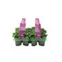 Purple Cyclamen 12 Plants – UK Grown Winter Bedding Flowers, thumbnail 3 of 4