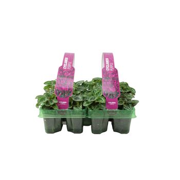 Purple Cyclamen 12 Plants – UK Grown Winter Bedding Flowers, 3 of 4