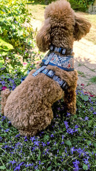 Shipwrecked Nautical Dog Harness, 10 of 11