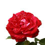Floribunda Rose 'Remembrance' One X Bare Root, thumbnail 1 of 2