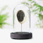 Trilobite Real Authentic Dinosaur Fossil Bell Jar, thumbnail 1 of 4