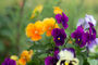 Pansy Plants Delta 'Halloween Mix', thumbnail 1 of 4