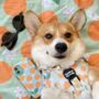 Dog Portable Travel Mat | Oranges And Blossoms, thumbnail 1 of 4