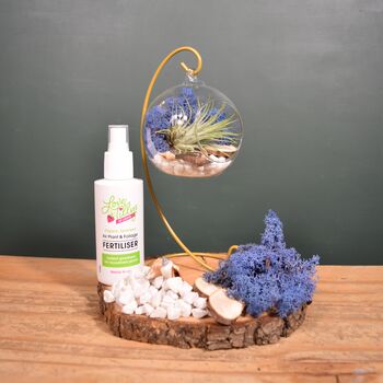 Diy Air Plant Terrarium Kit Hanging Terrarium Gift Blue Moss With Optional Gold Stand, 7 of 7