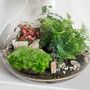 Complete Diy Terrarium Kit | 'Calgary', thumbnail 7 of 11