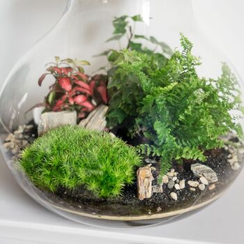 Complete Diy Terrarium Kit | 'Calgary', 7 of 11