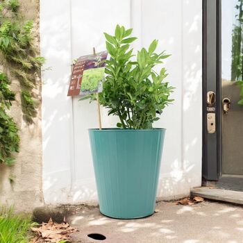 Sarcococca Confusa – Sweet Box In 3 L Pot Shrub, 4 of 4