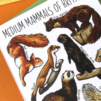 Medium Mammals Of Britain Greeting Card, 11 of 11