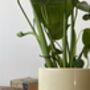 Houseplant Swiss Cheese Plant In Ceramic Pot 12cm, thumbnail 2 of 2