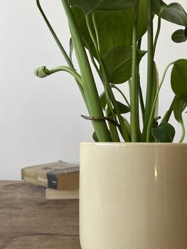 Houseplant Swiss Cheese Plant In Ceramic Pot 12cm, 2 of 2