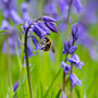 Spring Bulbs Bluebells 48 X Premium Bulb Pack, thumbnail 5 of 5