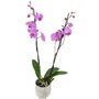 Pink Phalaenopsis Orchid Two Stem – UK Grown In Ceramic Pot, thumbnail 3 of 4