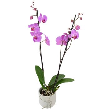 Pink Phalaenopsis Orchid Two Stem – UK Grown In Ceramic Pot, 3 of 4