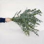Fresh Cut Eucalyptus Baby Blue Greenery, thumbnail 1 of 7