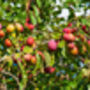 Plum Fruit Trees Two X 10 L Pots, thumbnail 5 of 6
