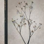 Antique Pressed Flower Frame: Small Gypsophila, thumbnail 4 of 7